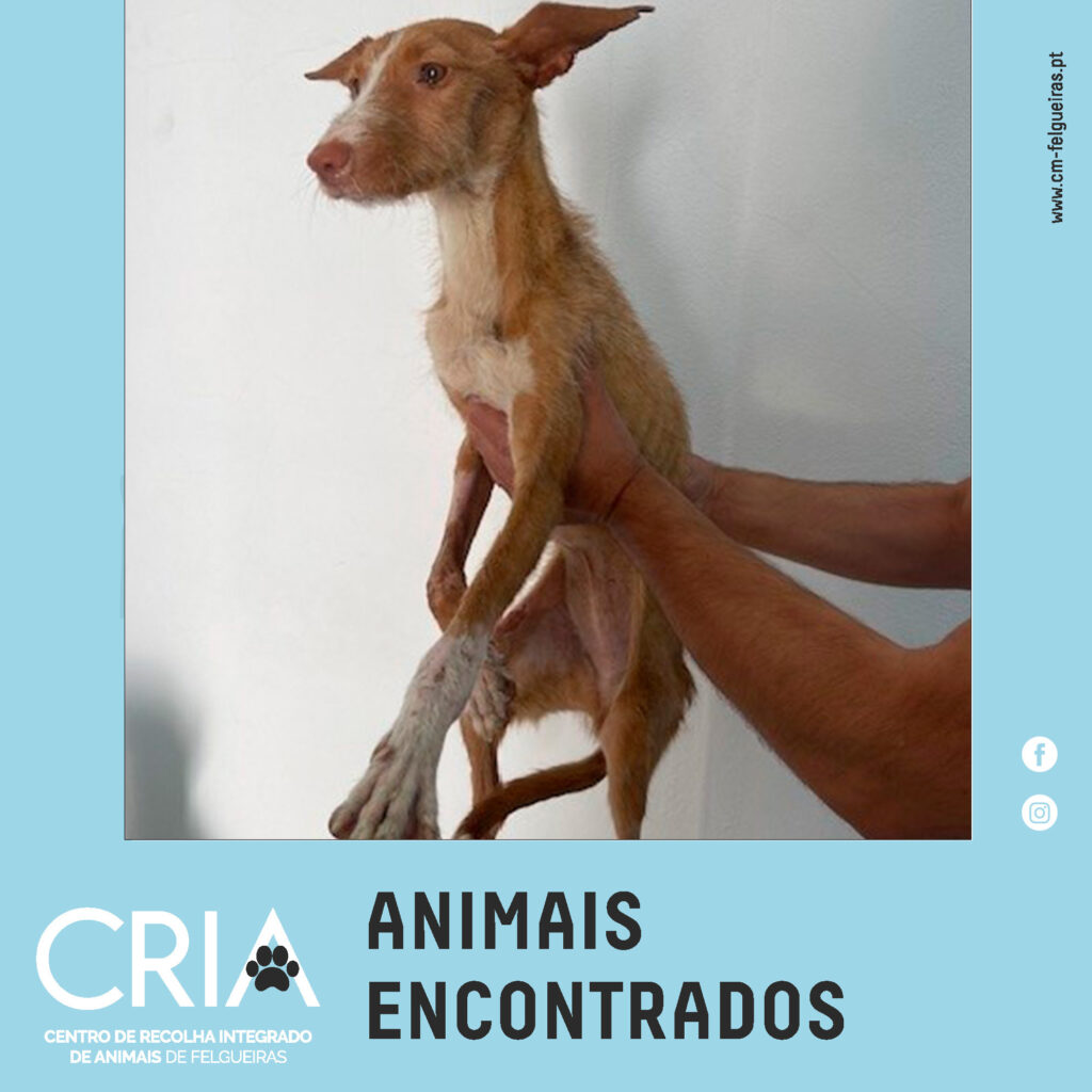 Canídeo fêmea com cerca de 2 anos, encontrada na Longra
