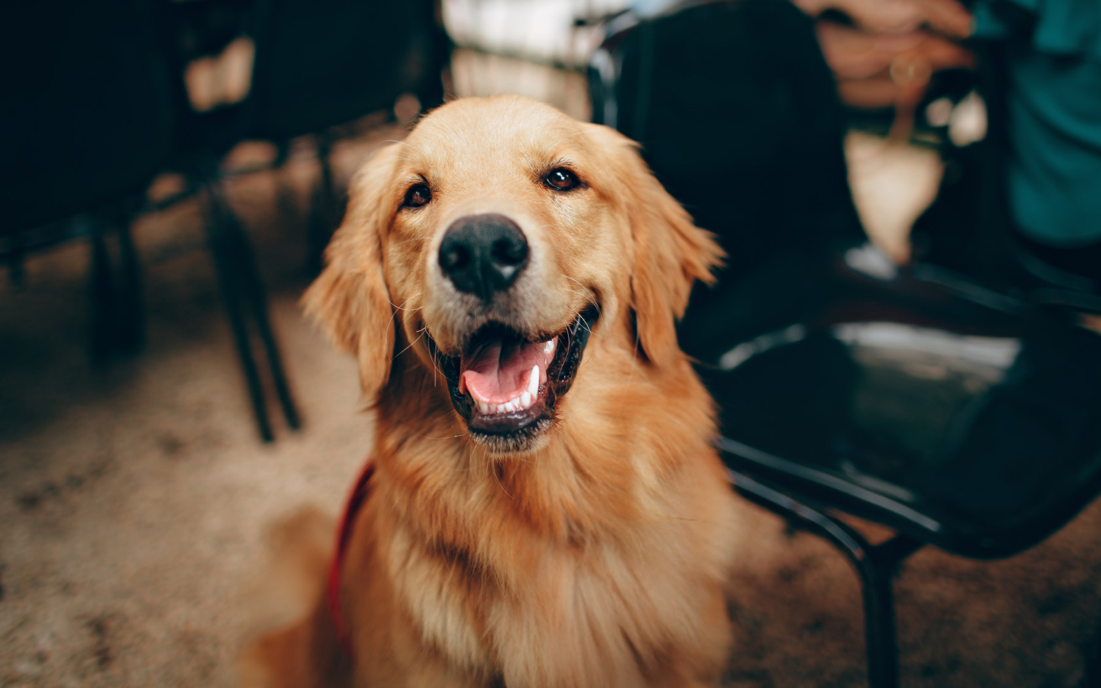 campanha-vacinacao-cm-felgueiras