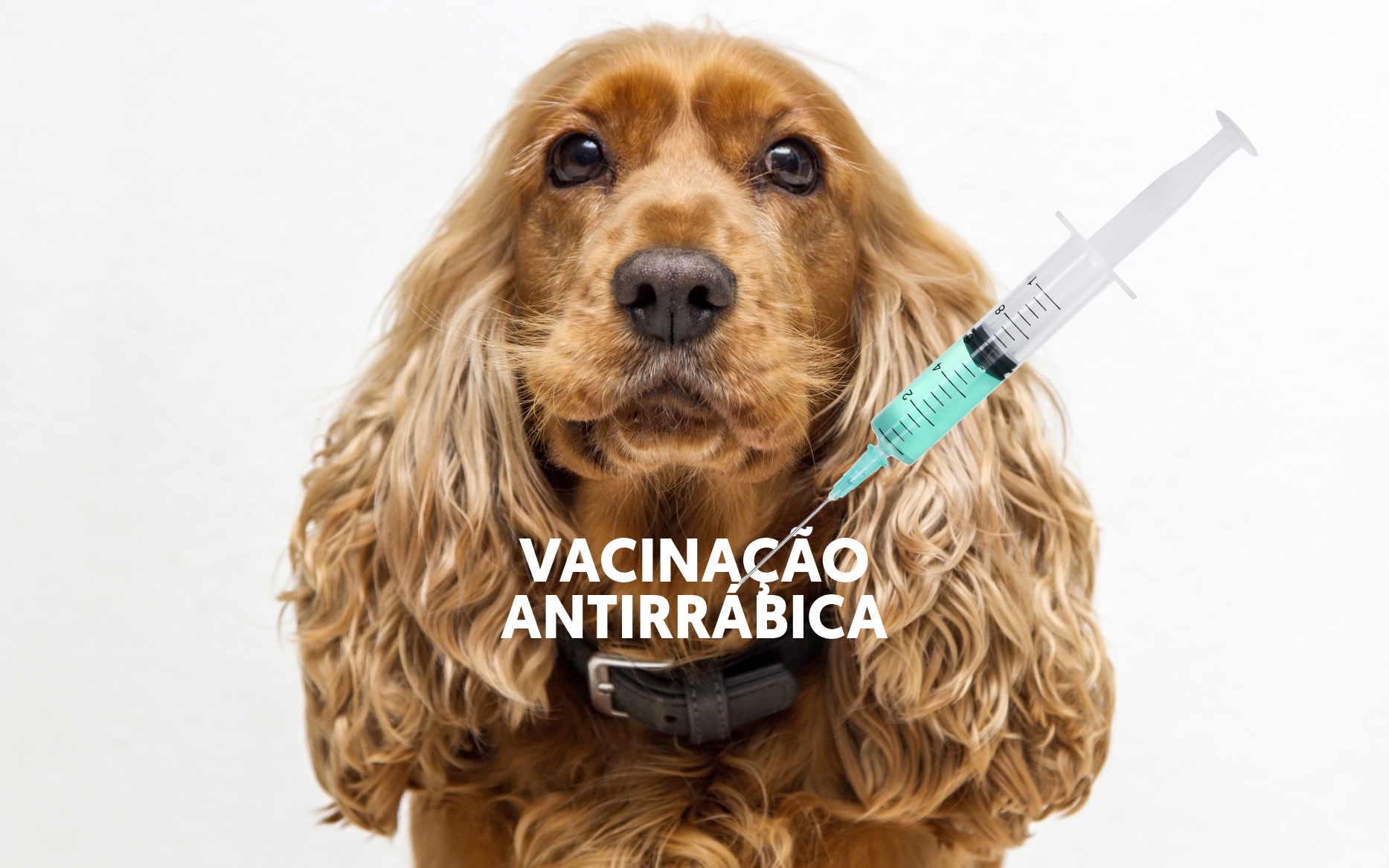 Campanha de vacinação antirrabica
