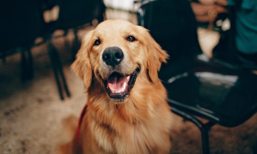 campanha-vacinacao-cm-felgueiras