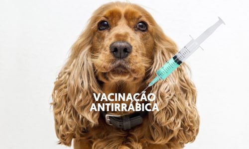 Campanha de vacinação antirrabica